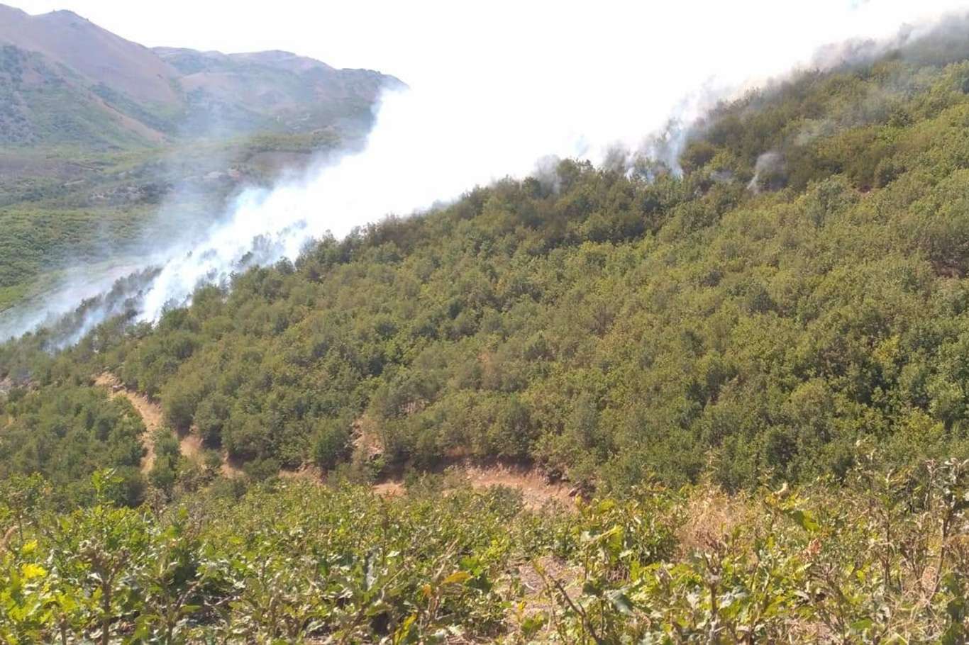 Bitlis'in Mutki ilçesinde çıkan yangın kontrol altına alındı Bitlis'in Mutki ilçesinde çıkan yangın kontrol altına alındı